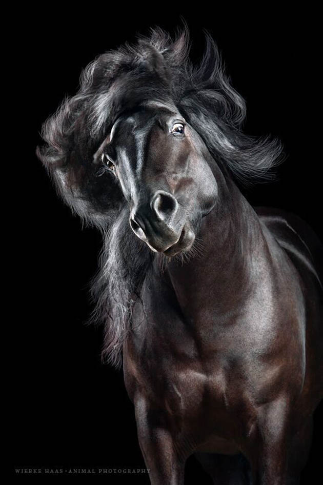 Horsestyle-Me%CC%81rens-Pferdefotografie-Studio_Pirate_preview.jpeg