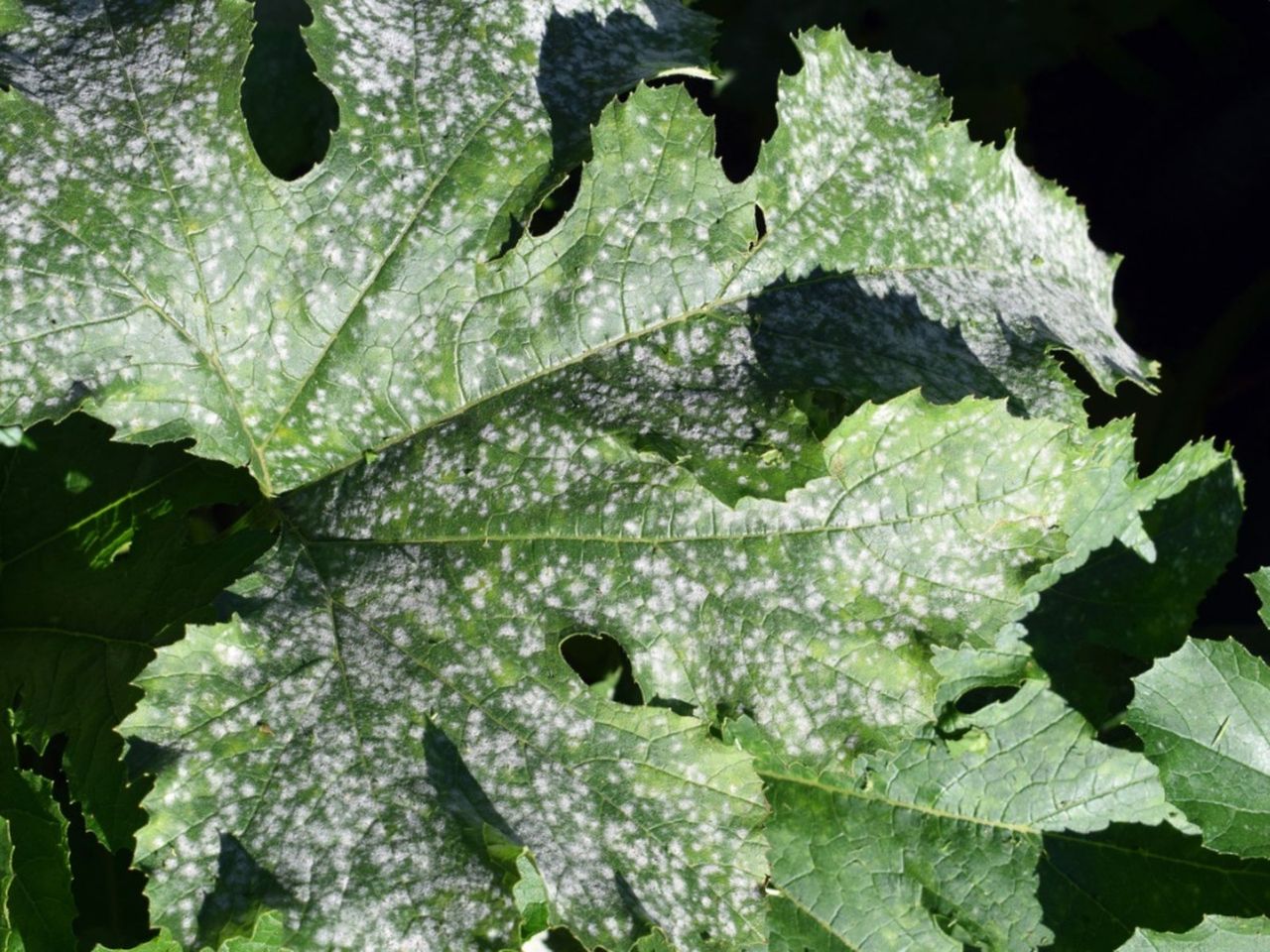 Spotted Diseased Zucchini Squash Plant