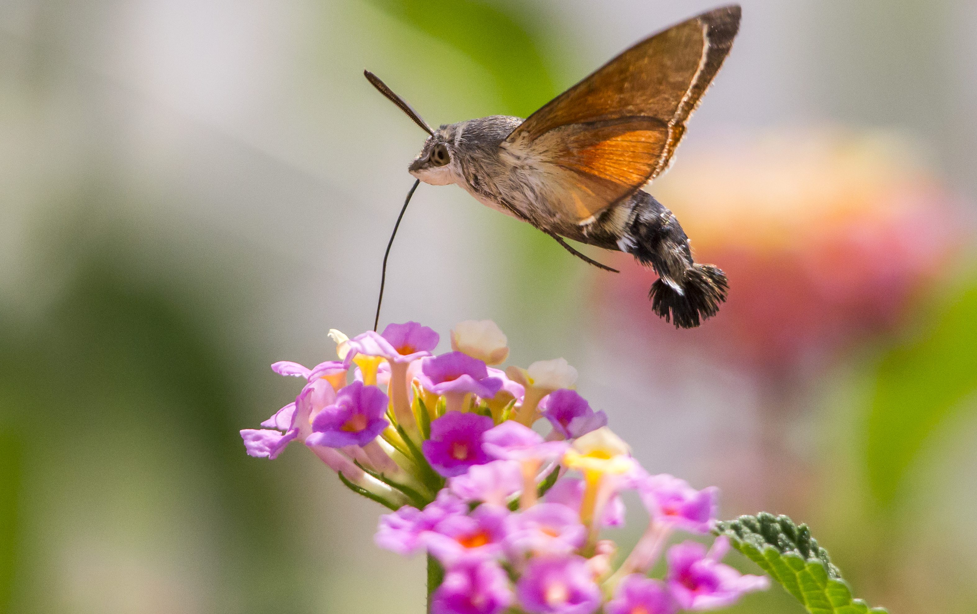 The Hummingbird Hawk-moth