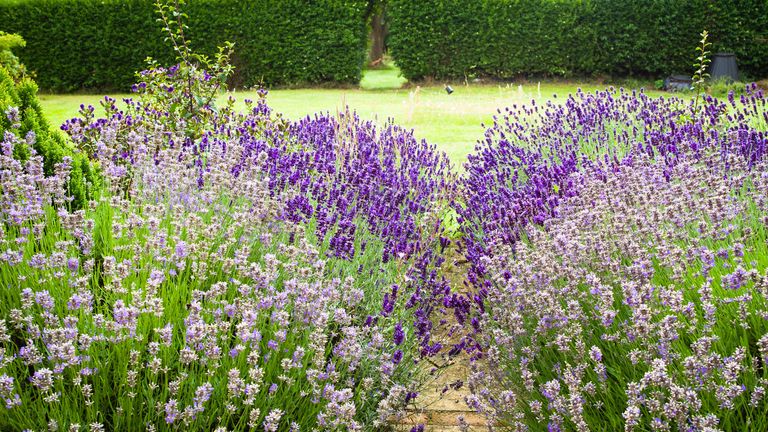 how to plant a lavender hedge