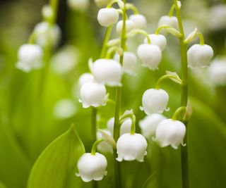 Lily of the valley in bloom with green leaves and white flowers