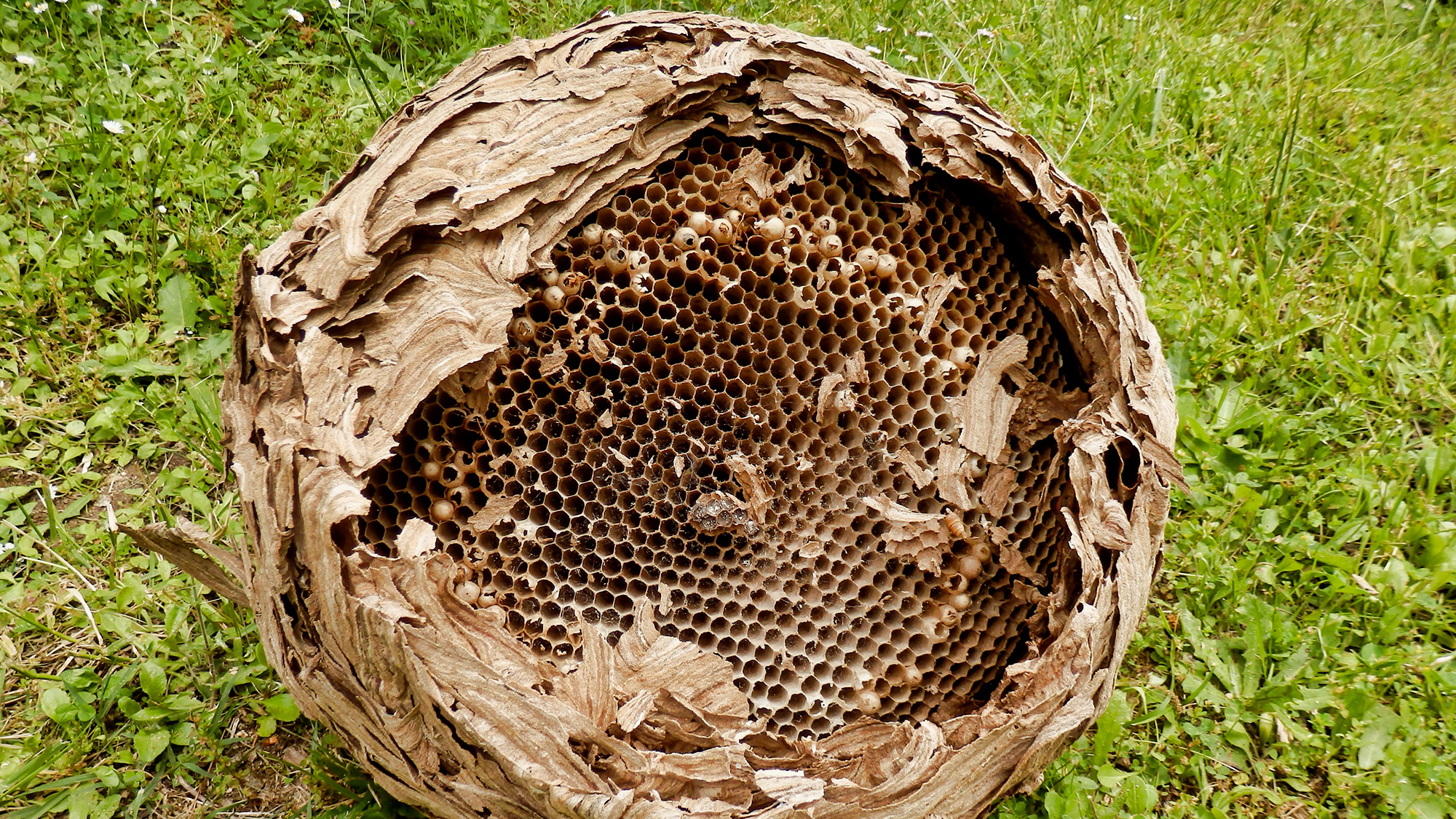Yellow-legged hornet nest