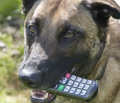 British dog calls police