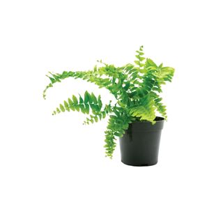 small boston fern