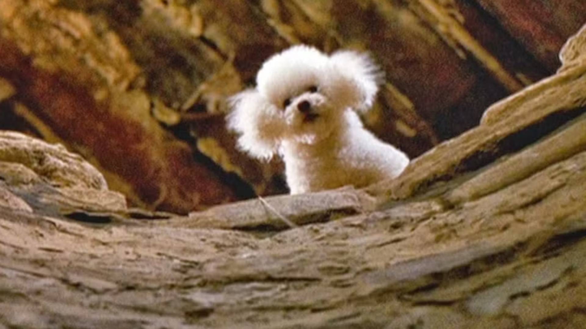 Precious in The Silence of the Lambs