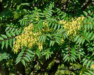 Seeds and leaves of Tree of Heaven plant