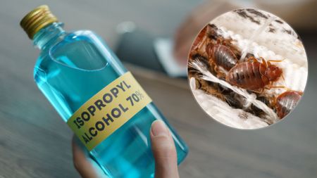 A close up of a hand holding a bottle of 70% isopropyl rubbing alcohol with a yellow label (Getty), in the top right corner is a close up of bed bugs in a mattress (Shutterstock)
