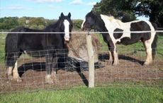 Barney-and-Toby.jpg
