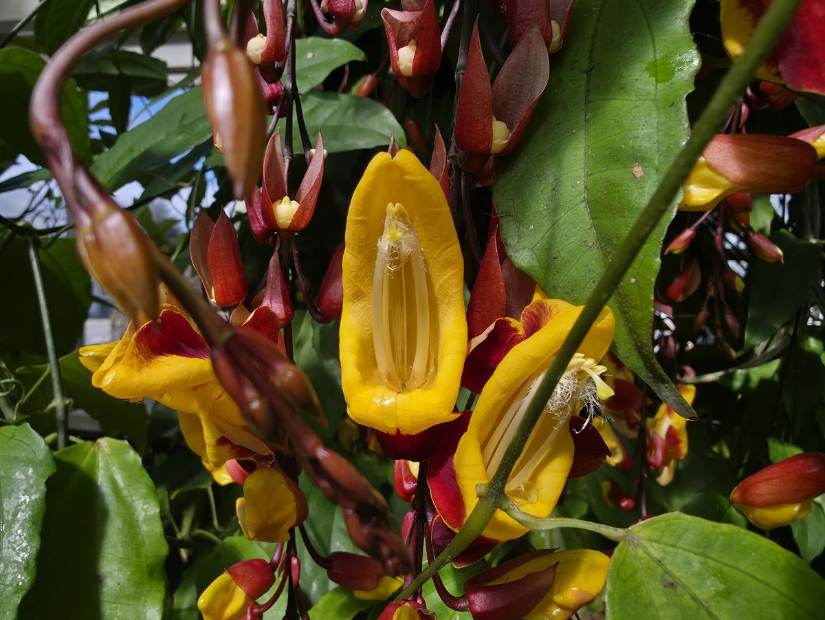 Mysore clockvine at the New York Botanical Garden