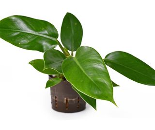 A potted imperial green philodendron