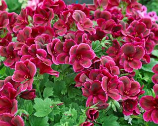 The dark red flowers and contrasting green leaves of pelargonium Aldwick