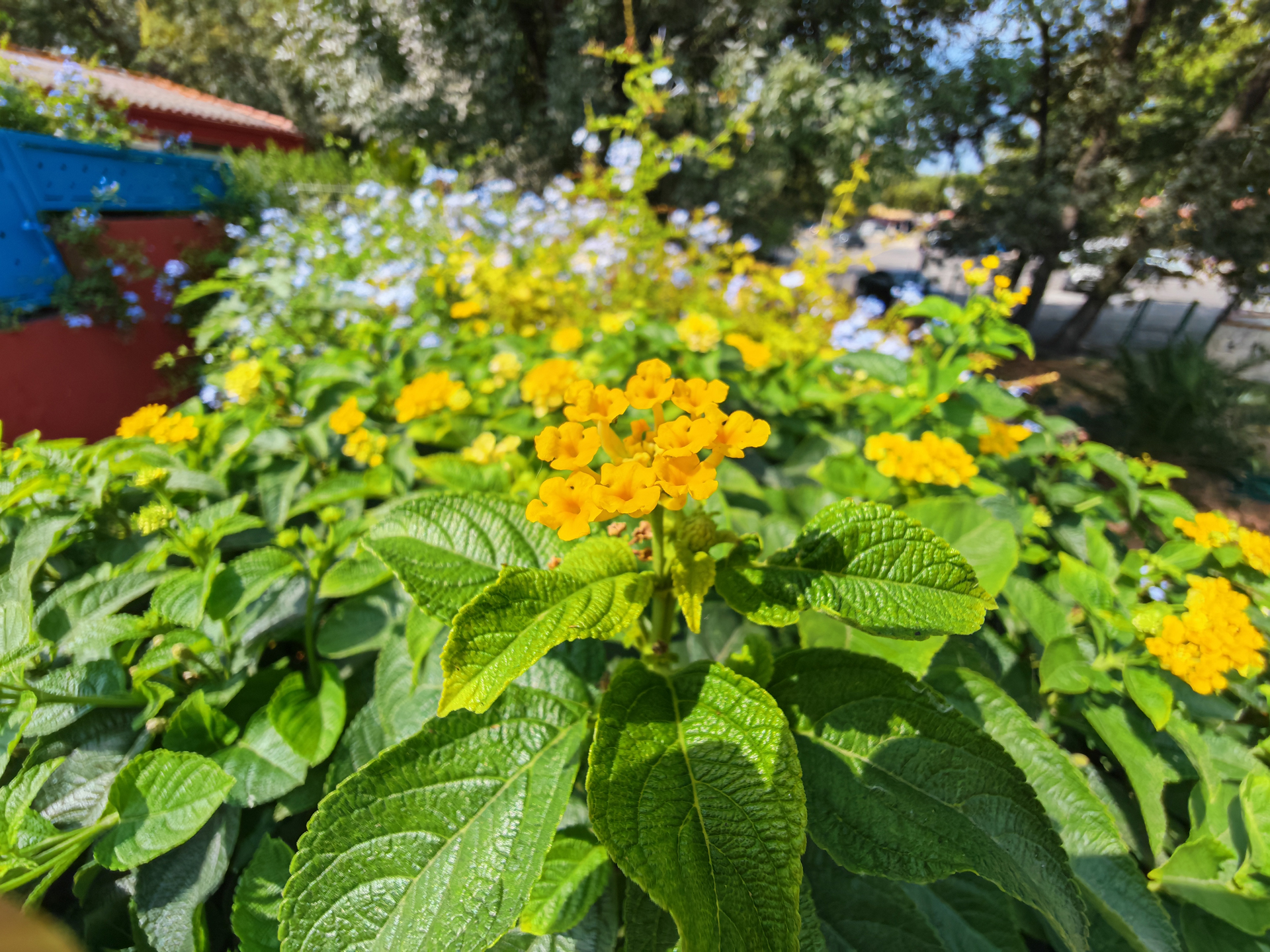Honor Magic V5 photo samples