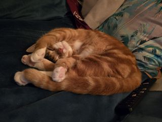 Ginger cat curled up