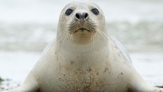 A gray seal coming out of the sea in Germany.