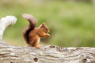 A Red Squirrel feeding in the Caledonian Forest of Aviemore, one of the few areas in Britain where red squirrels still thrive.