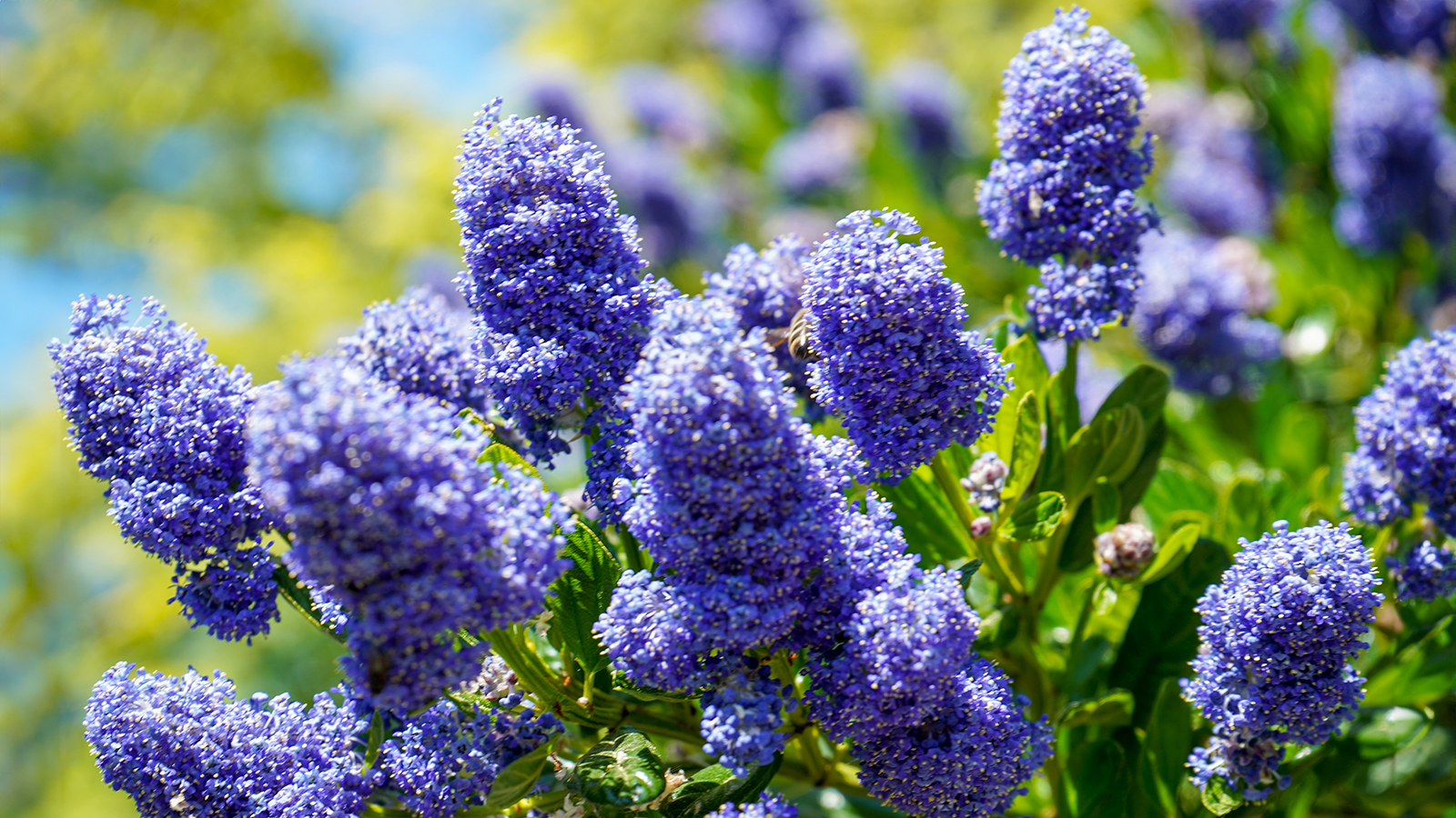 California lilac