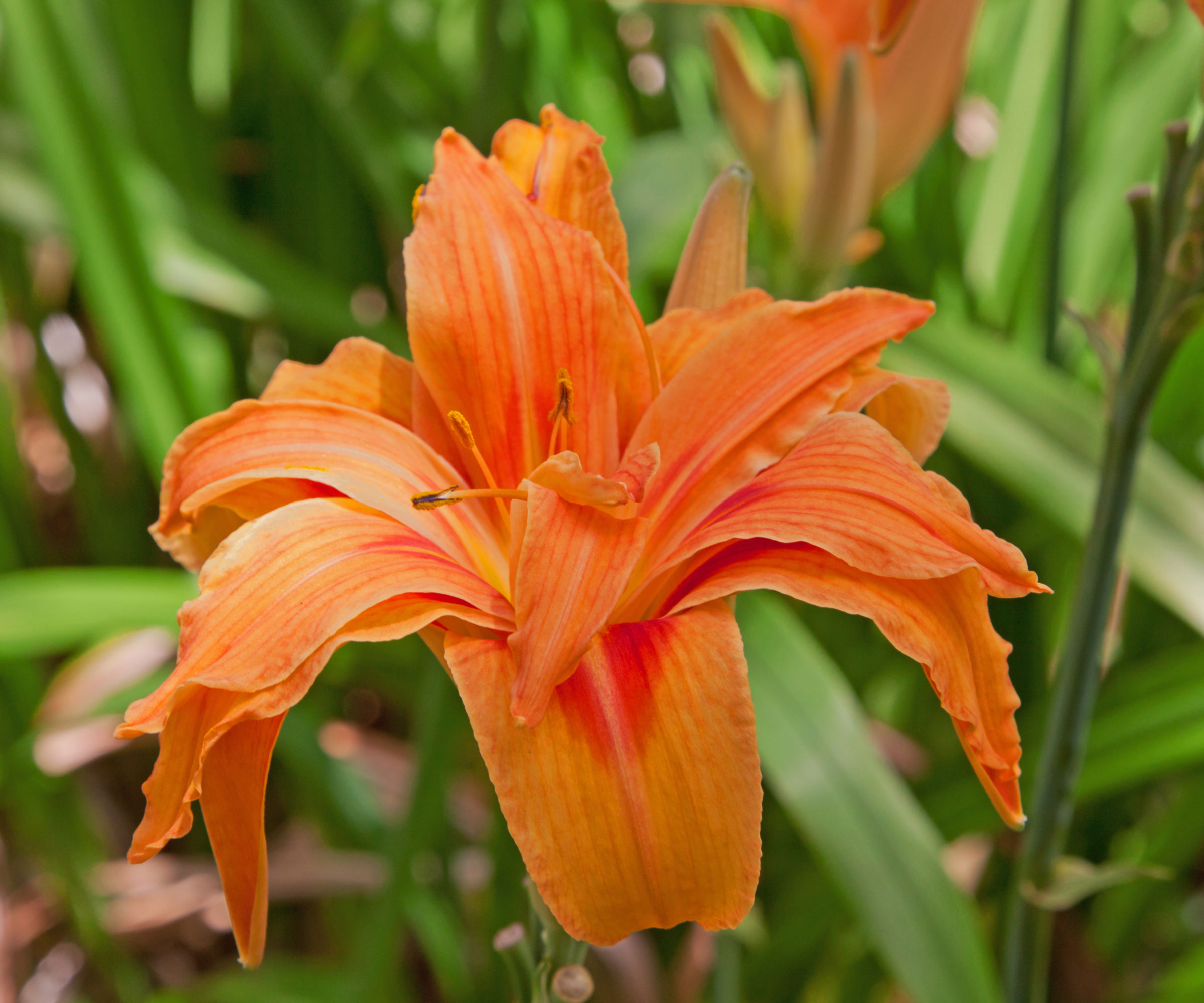 orange lily flower with green foliage in background