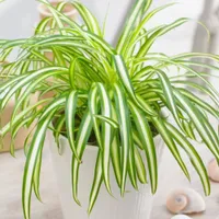Variated Spider Plant 20-30cm, 12cm pot: £12.99 at B&amp;Q