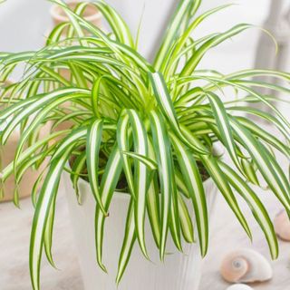 Spider plant from B&Q