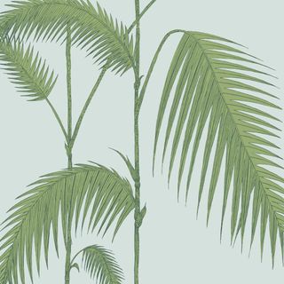 Palm Leaves