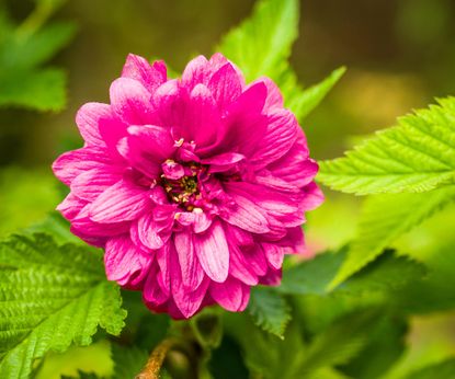 Best brambles: top picks for fruit, flowers and wildlife
