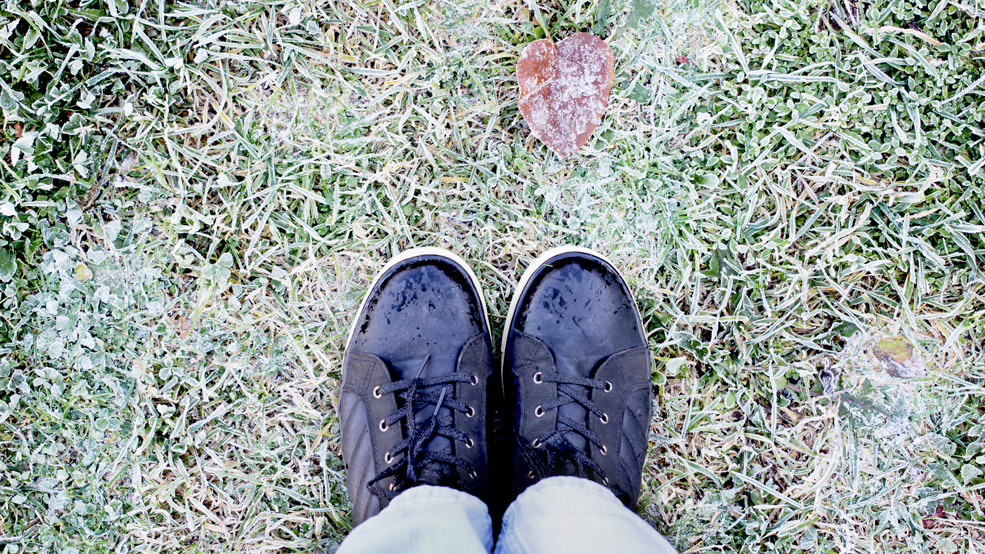 Feet in black boots and blue jeans on the grass covered with frost 