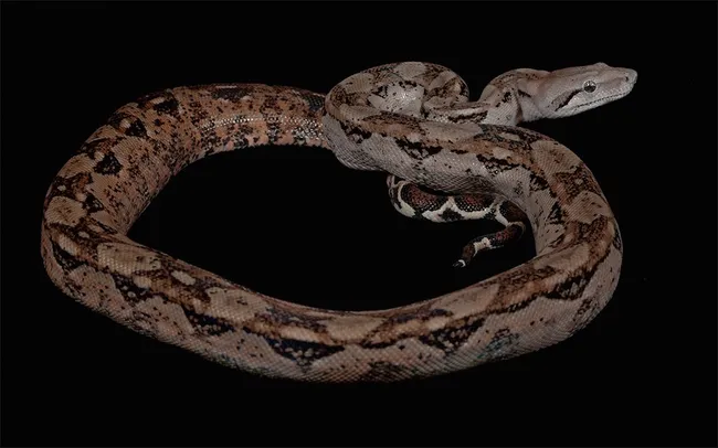 Boa Constrictor