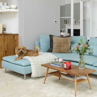 living room and dog sited on sofa