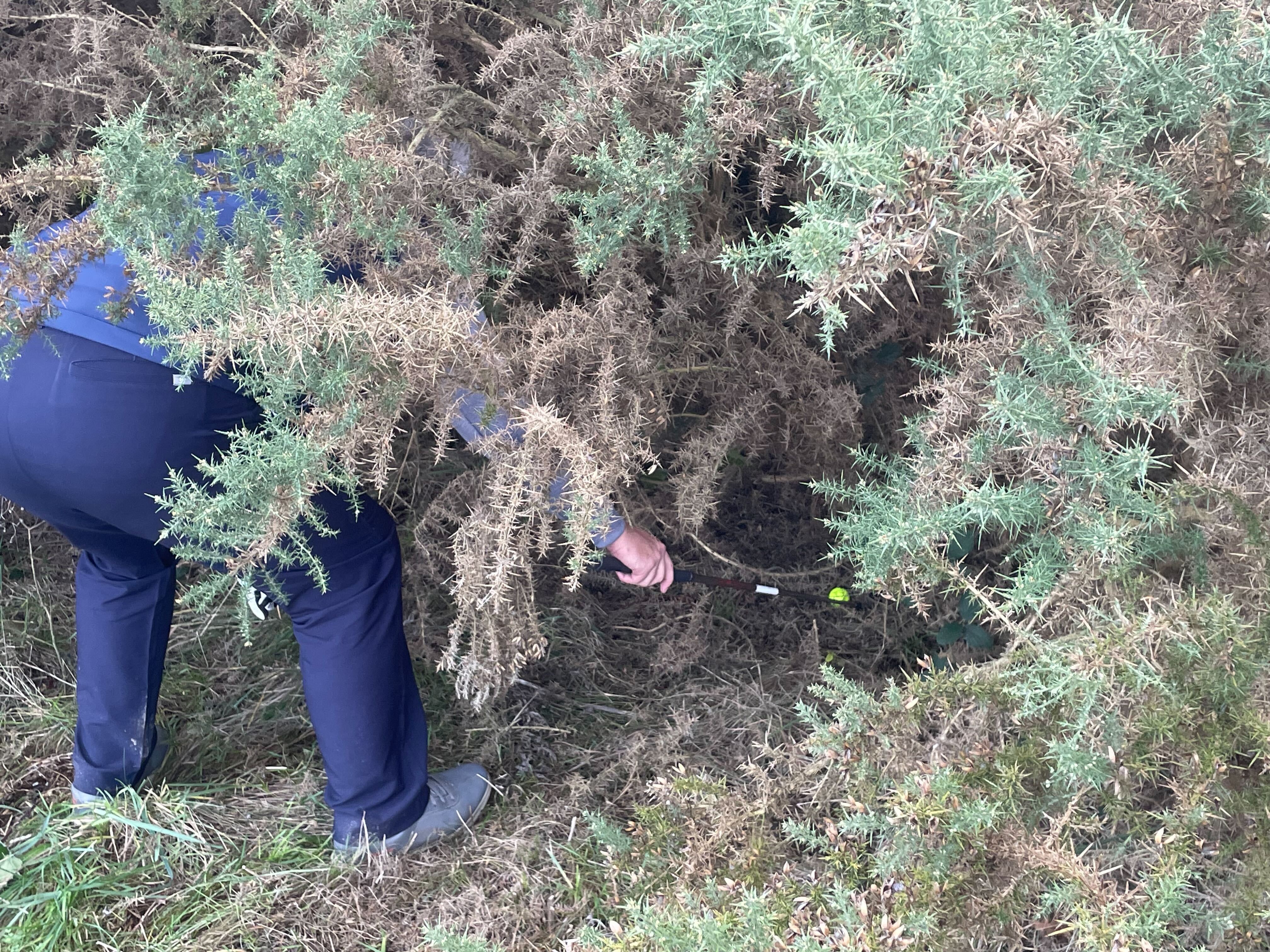 Yellow golf ball in gorse bush