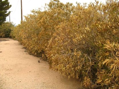 Yellowing Oleander Bushes
