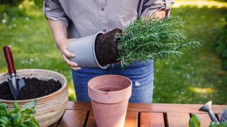 picture of woman planting a rosemary plant into a terracotta pot