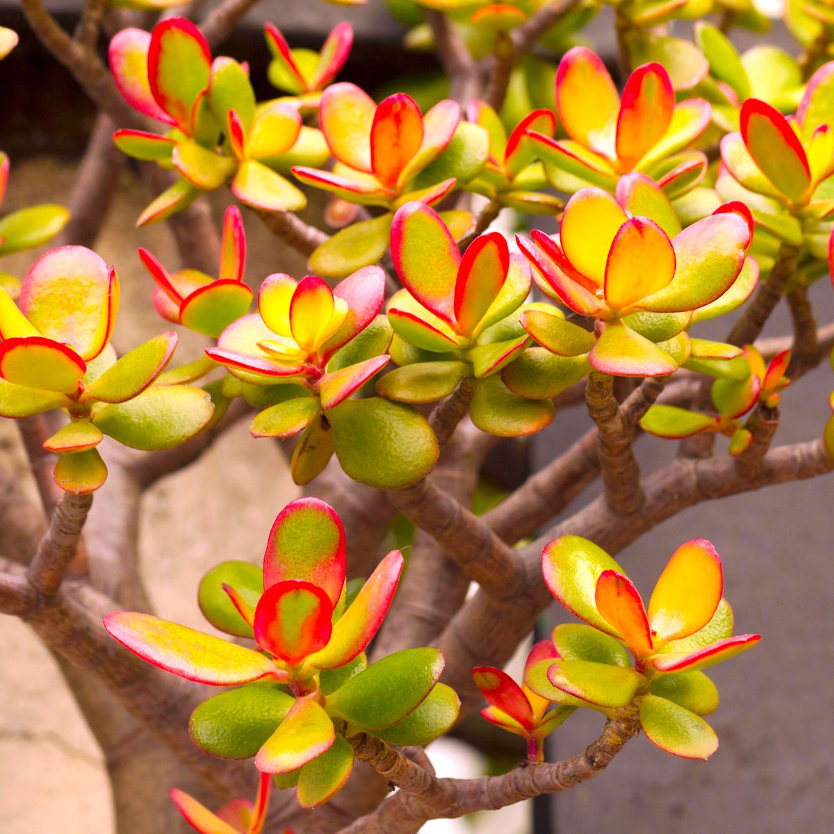 Grow These 8 Lunar New Year Plants For The Year Of The Dragon