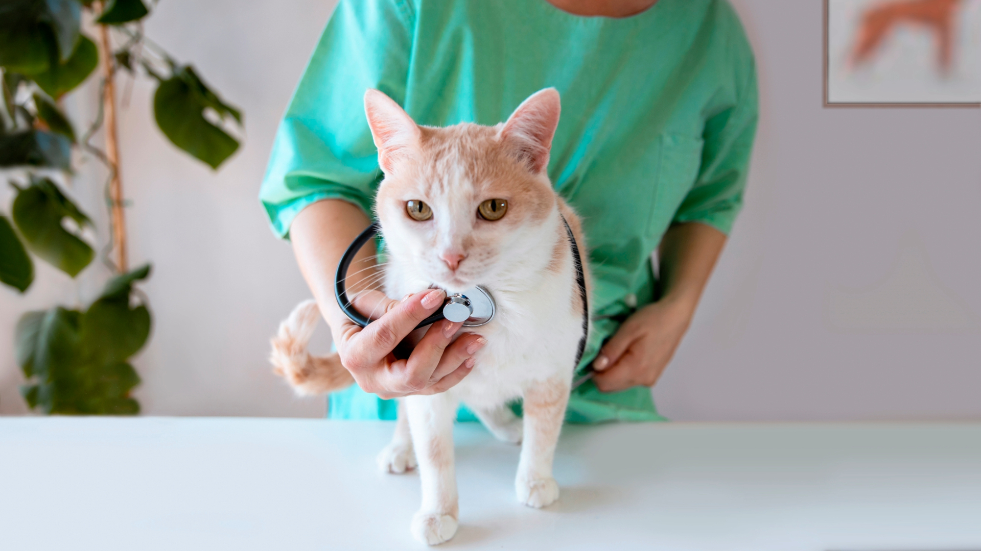 A cat standing on a table with a person wearing shrubs using a stethoscope on its chest, reaching from behind