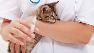 Kitten getting vaccination