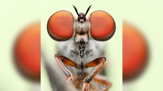 This is a highly detailed stacked image of a living gnat ogre photographed in the field. A green background card was placed behind the subject to help with exposure on the tiny subject