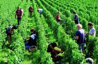 Haut-Brion white harvest