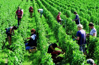 Haut-Brion white harvest