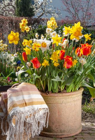 spring garden jobs: container with daffodils