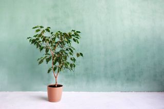 Green ficus in a pot on a turquoise background.