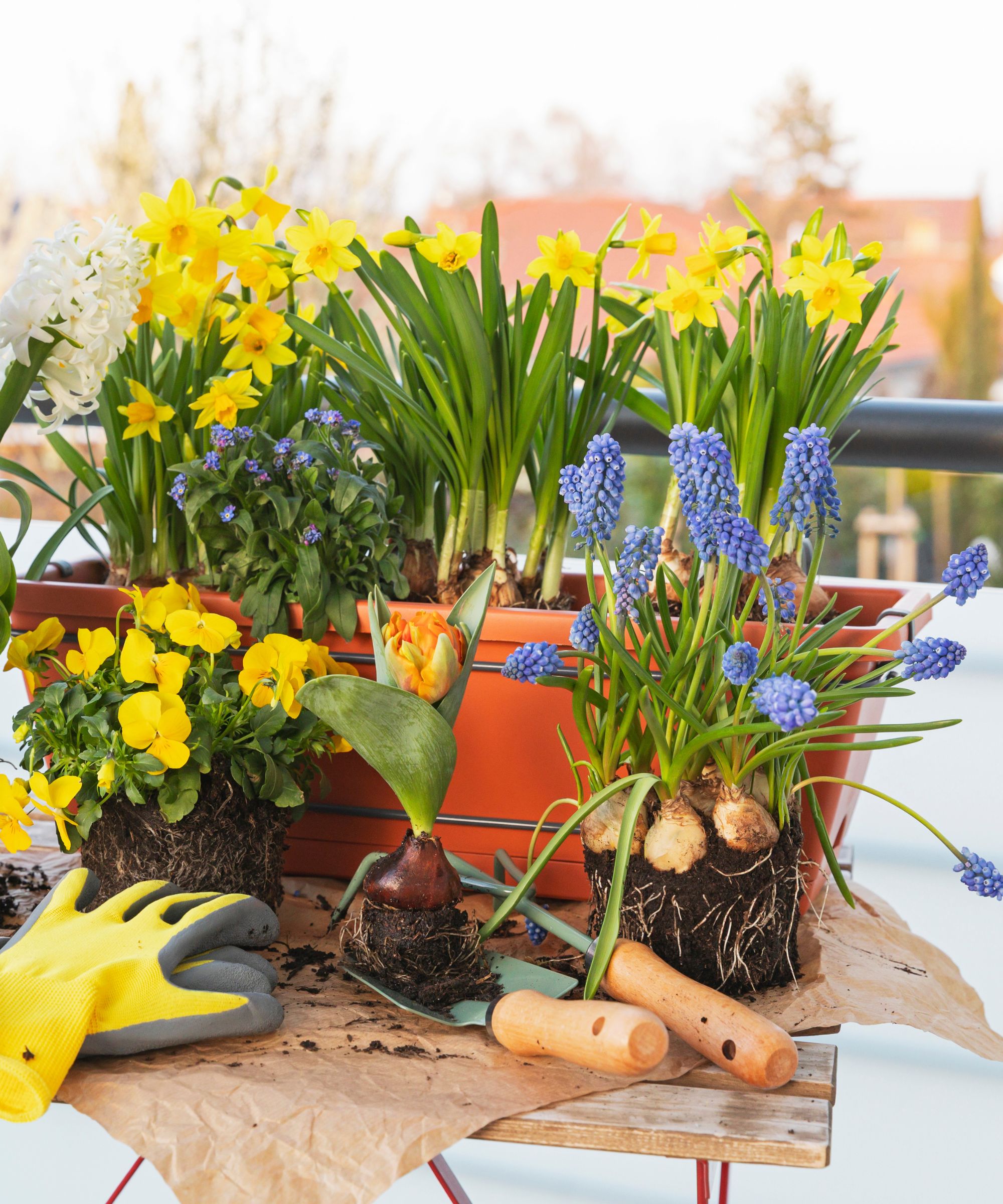 Flower box with colorful flowers and gardening equipment