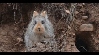 nw documentary the velvet queen focusing on the elusive snow leopard with vincent munier photographer