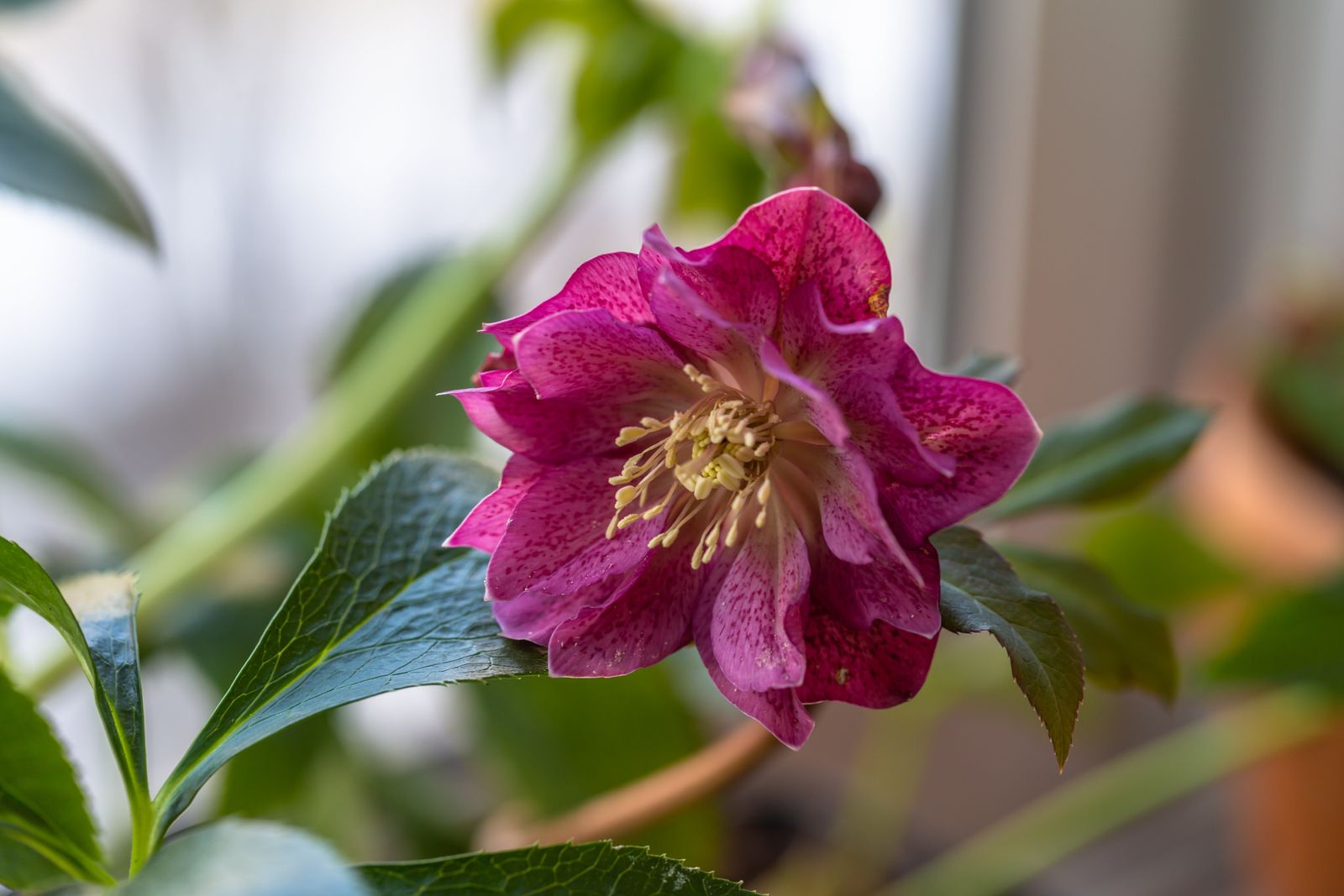 How To Grow Lenten Rose Grow A Hellebore Houseplant For Lent