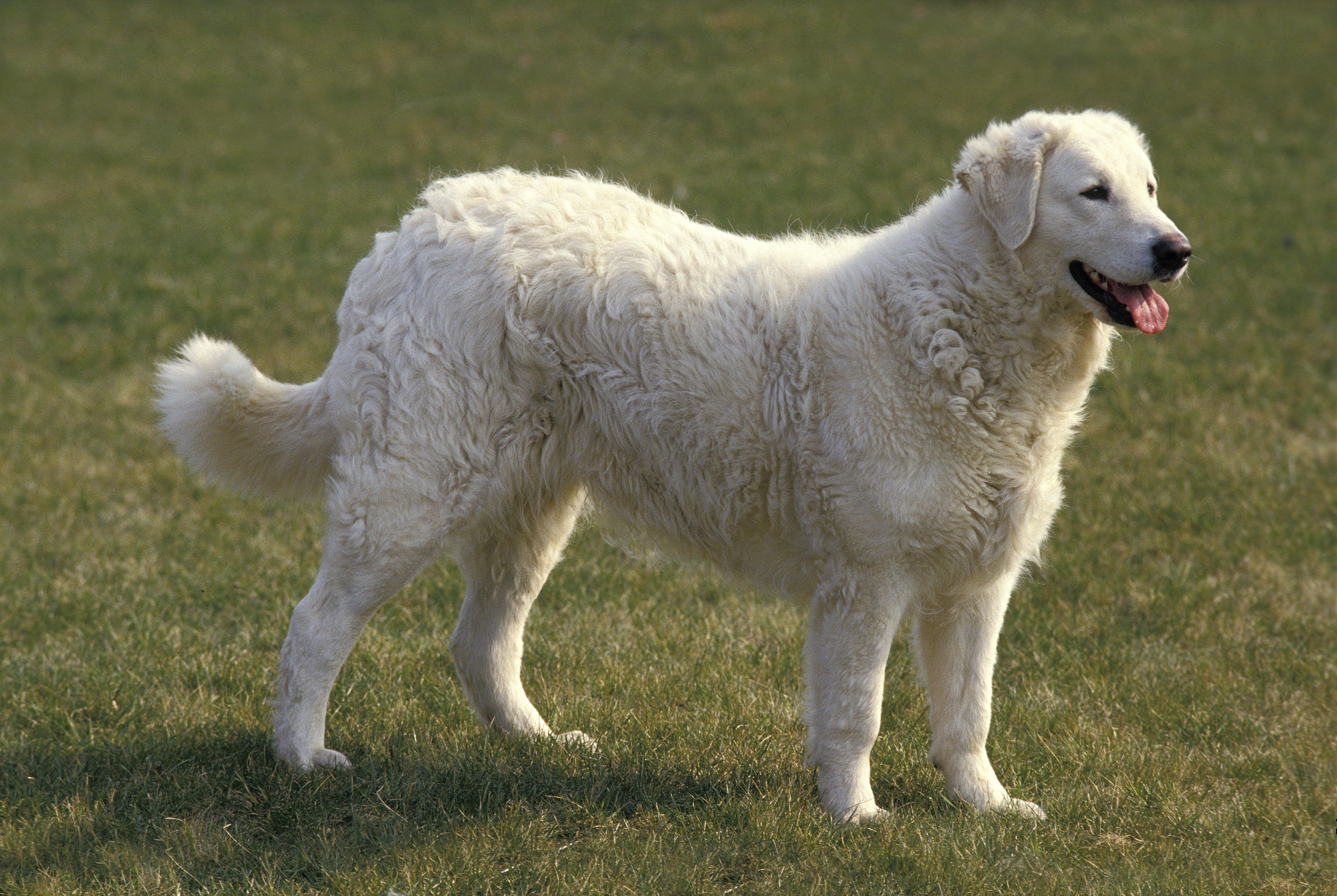 Kuvasz dog standing guard
