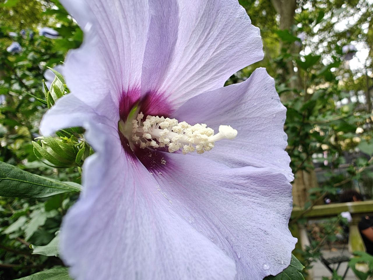 OnePlus Open macro sample.