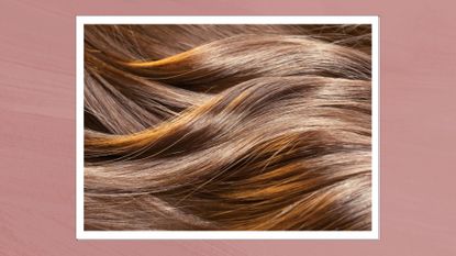 A close up of shiny, healthy brunette hair, styled in waves and in a dark pink template