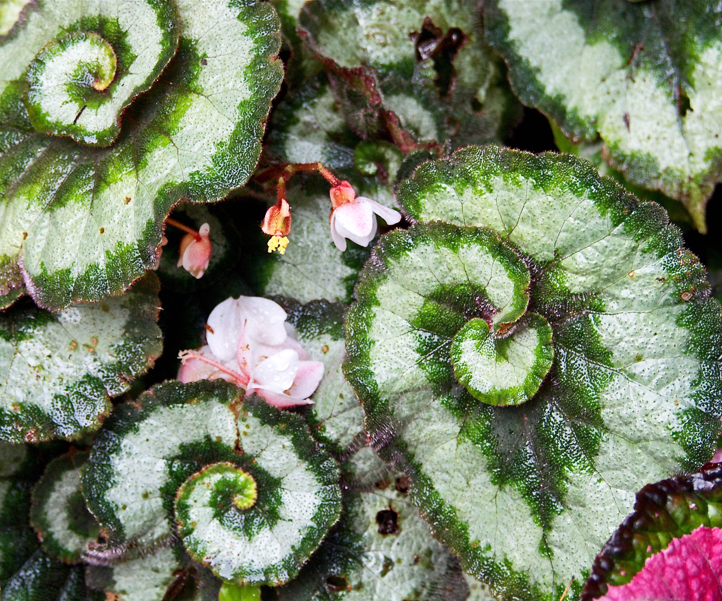 painted leaf begonia plant with big leaves