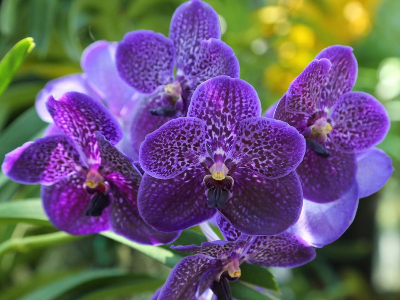 Purple Vanda Orchids