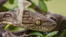 a photo of the skin beginning to shed from a snake's face