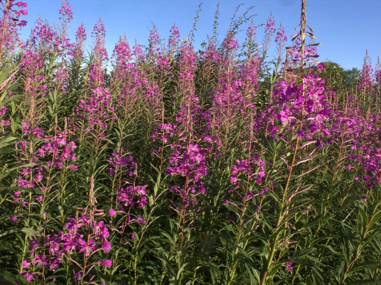 Purple Flowered Willowherbs