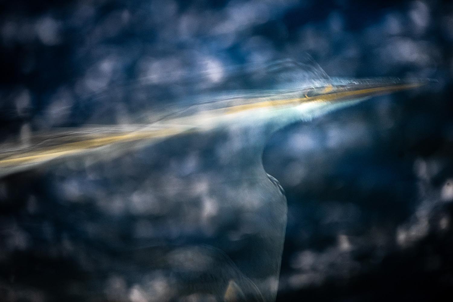 European Wildlife Photographer of the Year 2022